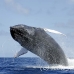 whale_humpback_h_00380_dom2427.jpg